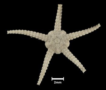 Media type: image;   Invertebrate Zoology OPH-3492 Description: Underside view of single ophiuroid specimen with a scale bar.;  Aspect: ventral